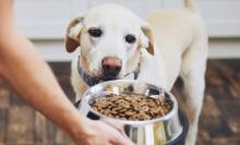 Dog with smart collar eating kibble