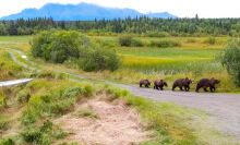a group of bears walking in Katmai National Park and Preserve 