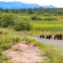 a group of bears walking in Katmai National Park and Preserve 