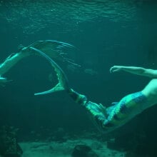 Two people in mermaid costumes swim underwater.