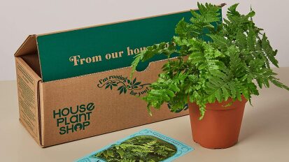 Plant from the House Plant Box subscription on a tan background.