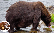 an extremely fat bear eating fish in a river