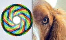 The OpenAI logo and a dog's eye.