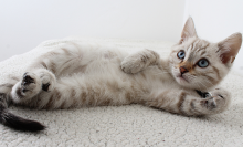 white kitten lying on its back 