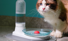 cat next to kittyspring water fountain