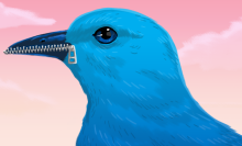 Blue bird with it's beak zipped shut