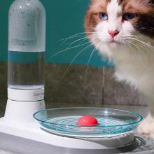 cat next to kittyspring water fountain