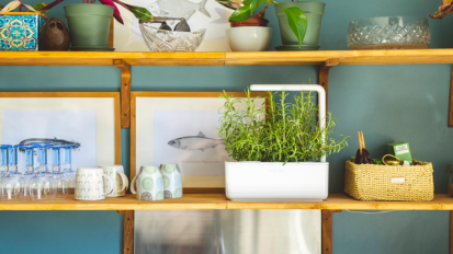 A Click & Grow garden on a wooden shelf surrounded by neutral dishes, and against a blue wall