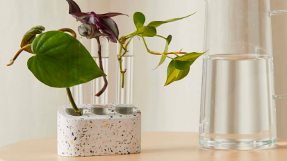 a bloomscape propagation kit filled with leaf cuttings next to a glass pitcher of water on a wooden surface