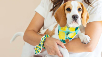 a close-up of a woman with a scrunchie on her wrist holding a dog wearing a matching bandana